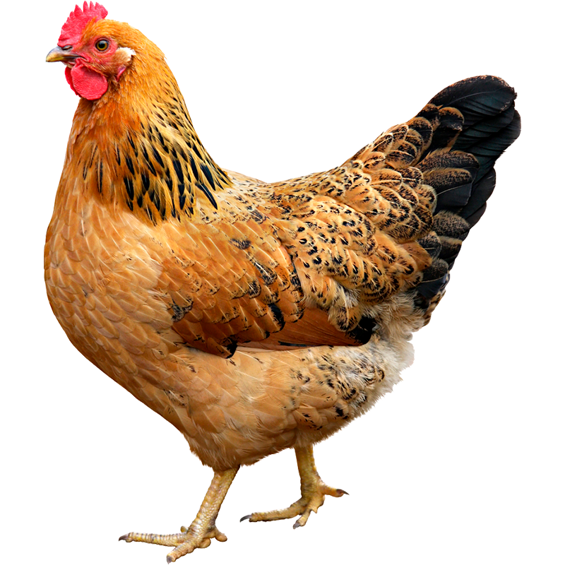 Imagen de categoría