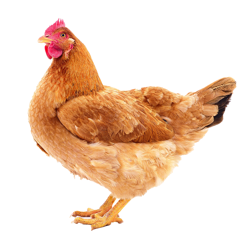 Imagen de categoría