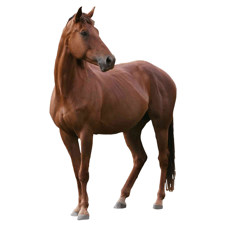 Imagen de categoría