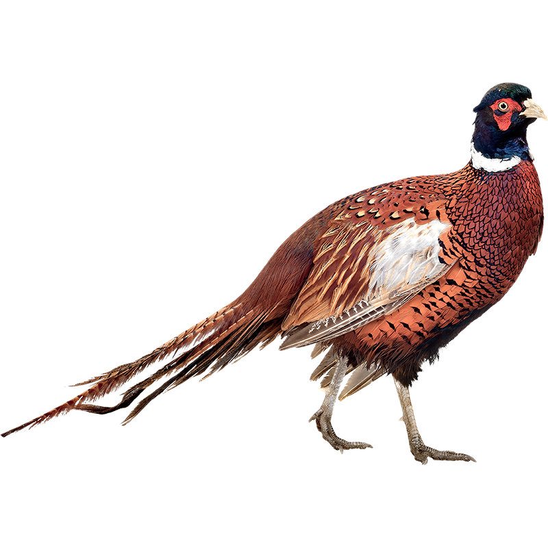 Imagen de categoría