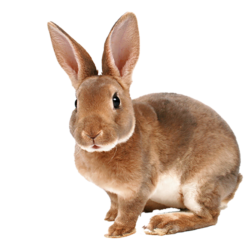 Imagen de categoría