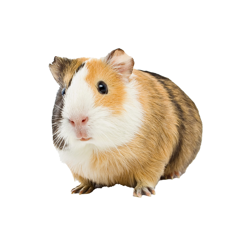 Imagen de categoría