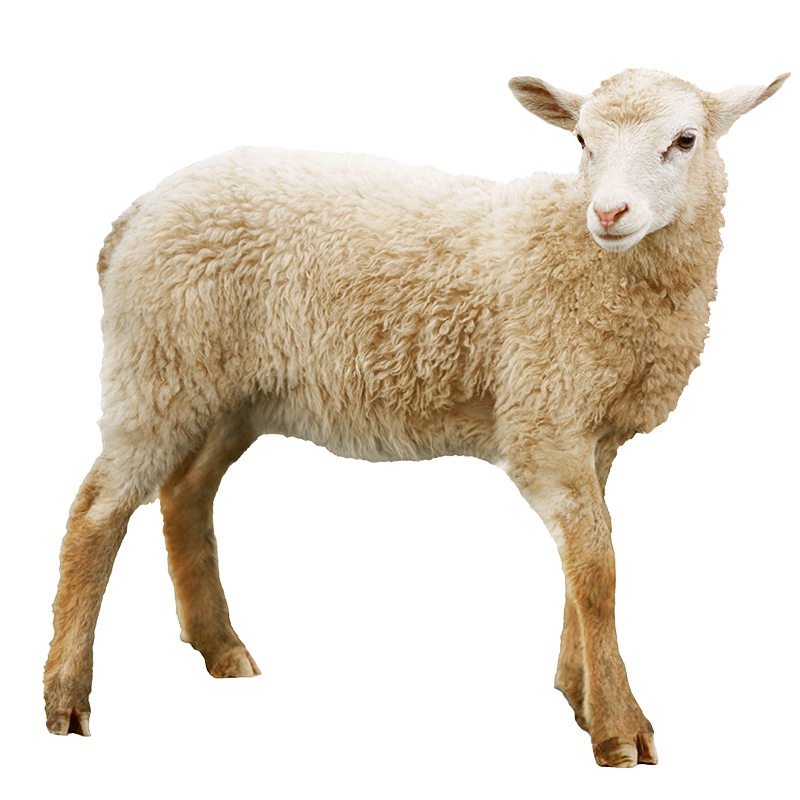 Imagen de categoría