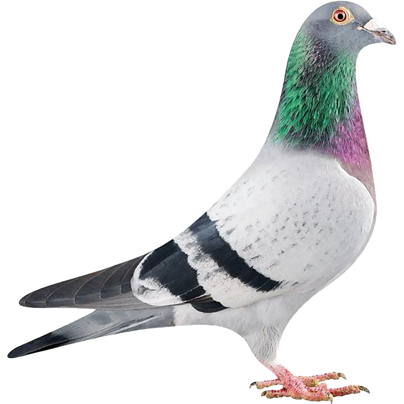 Imagen de categoría