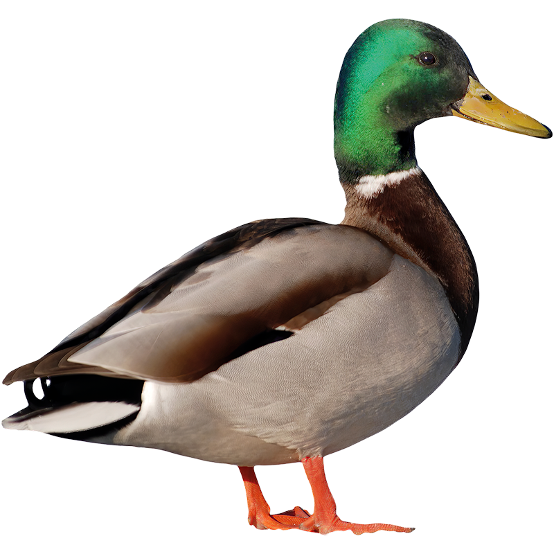 Imagen de categoría