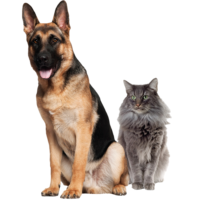 Imagen de categoría