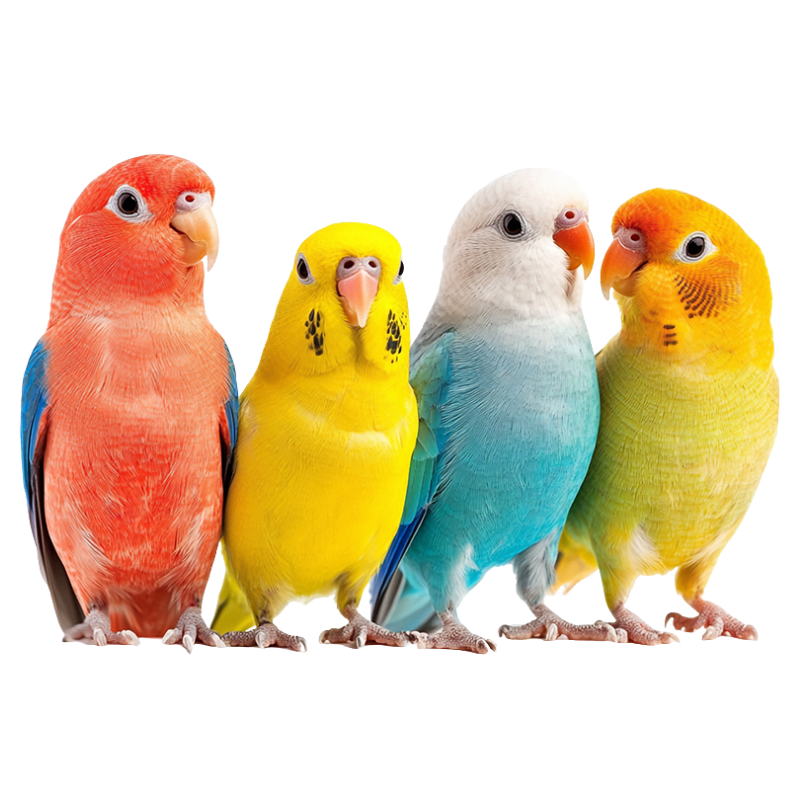 Imagen de categoría